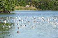 Larus michahellis