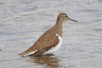 Actitis hypoleucos