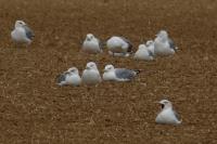 Larus michahellis