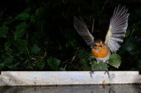 Erithacus rubecula
