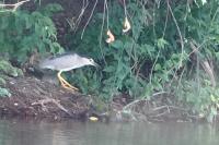 Nycticorax nycticorax