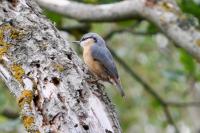 Sitta europaea