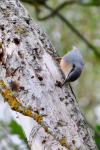 Sitta europaea