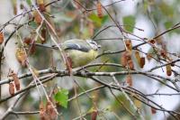Cyanistes caeruleus