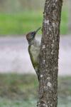 Picus viridis