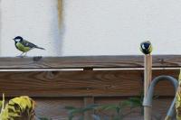 Parus major