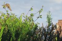 Passer domesticus