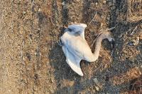 Cygnus olor