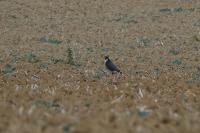 Falco peregrinus