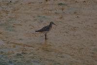 Calidris ferruginea