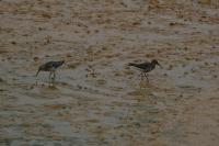 Calidris alpina