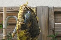 Cyanistes caeruleus