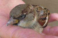 Passer domesticus