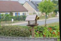 Passer domesticus