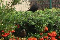 Turdus merula
