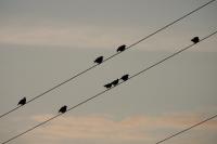Sturnus vulgaris