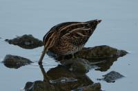 Gallinago gallinago