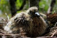 Columba palumbus