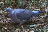 Columba palumbus