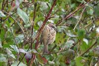 Passer montanus