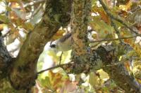 Poecile palustris