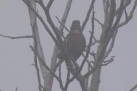 Turdus merula