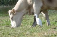 Bubulcus ibis