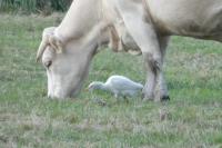 Bubulcus ibis