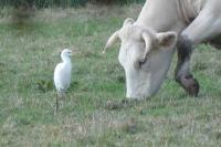 Bubulcus ibis