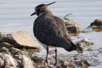 Vanellus vanellus
