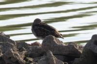 Gallinago gallinago