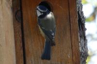 Cyanistes caeruleus