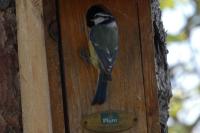 Cyanistes caeruleus