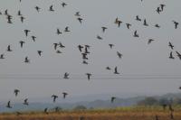 Pluvialis apricaria