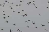 Pluvialis apricaria