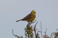 Emberiza citrinella