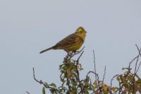 Emberiza citrinella