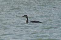 Podiceps cristatus