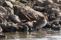 Gallinago gallinago