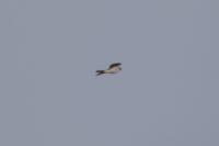 Accipiter nisus