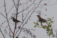 Turdus iliacus