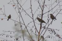 Turdus iliacus