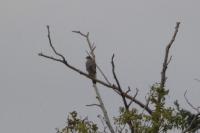 Accipiter nisus