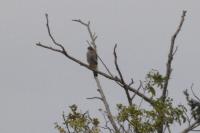 Accipiter nisus