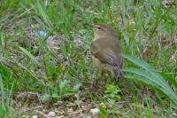Phylloscopus collybita