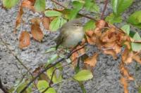 Phylloscopus collybita