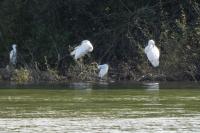Ardea alba