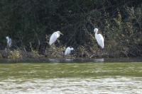 Ardea alba