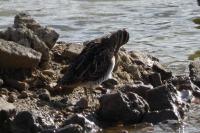 Gallinago gallinago