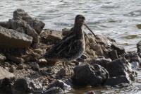Gallinago gallinago